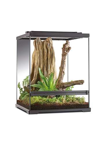 FROG TERRARIUM