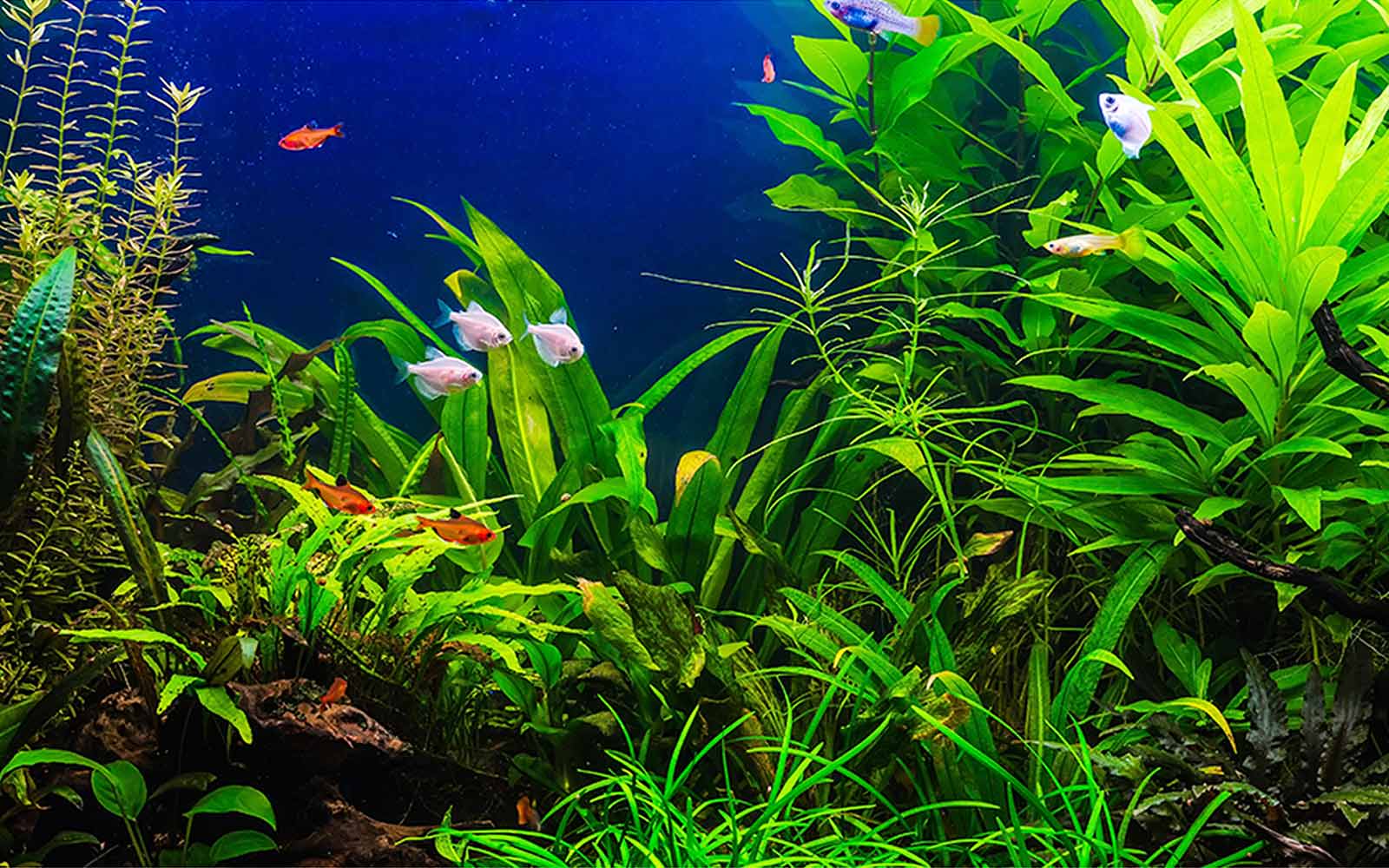 Ways to Set Up an Artificial Aquatic Ecosystem