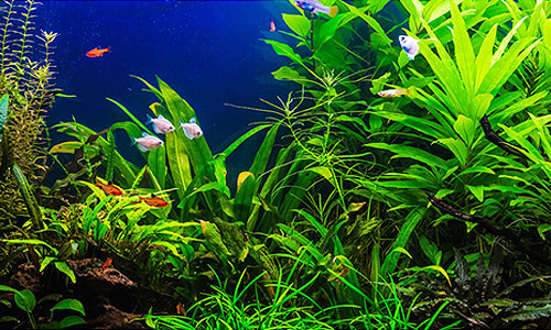 An aquarium as an ecosystem