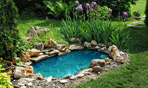 A garden pond: a dream come true